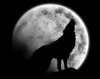 Loup hurlant au clair de lune.jpg