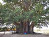 800px-Baobab_sacré_de_Fadial.jpg